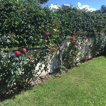 Markos * Ρογίτικα